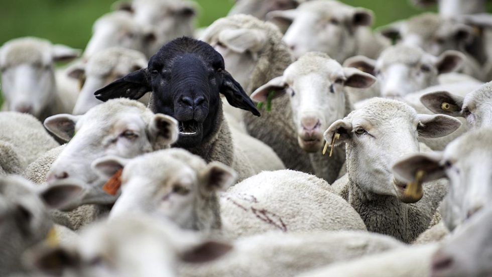 black sheep
